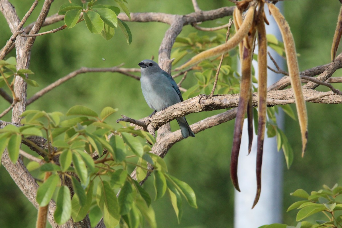 Sayaca Tanager - ML644491919
