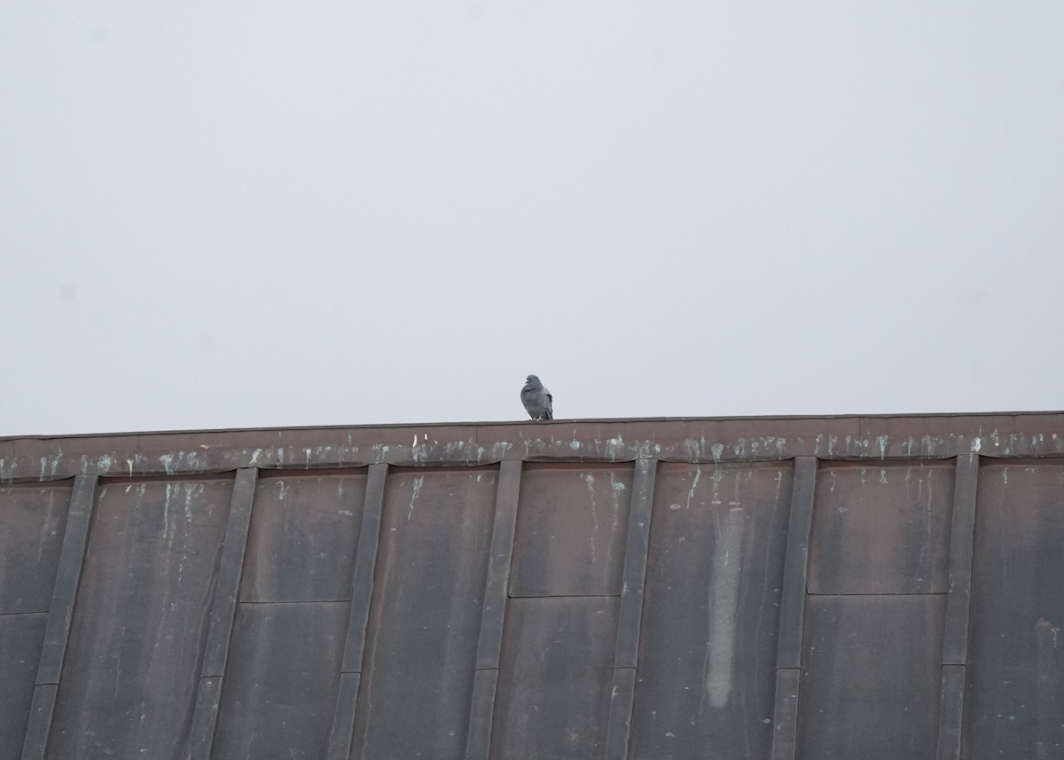 Piccione domestico - ML644491921