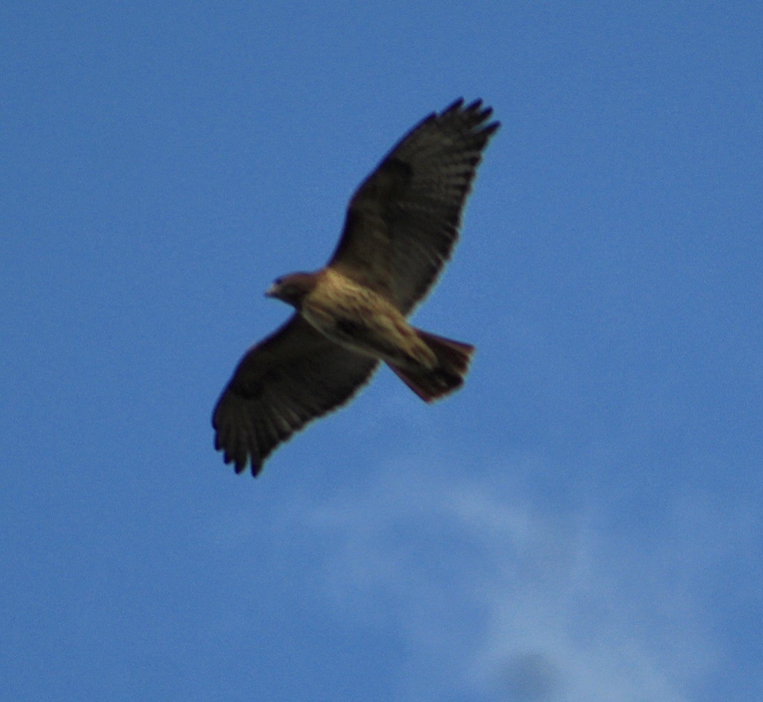Red-tailed Hawk - ML644491922