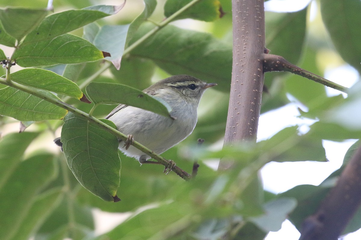 Pouillot à grands sourcils - ML644491929