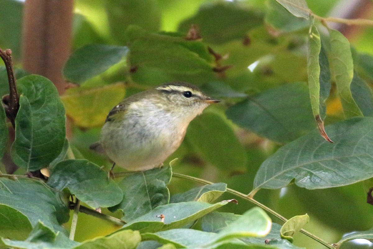 Pouillot à grands sourcils - ML644491930