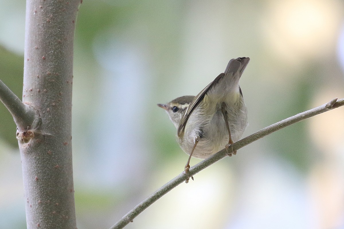 Pouillot à grands sourcils - ML644491931