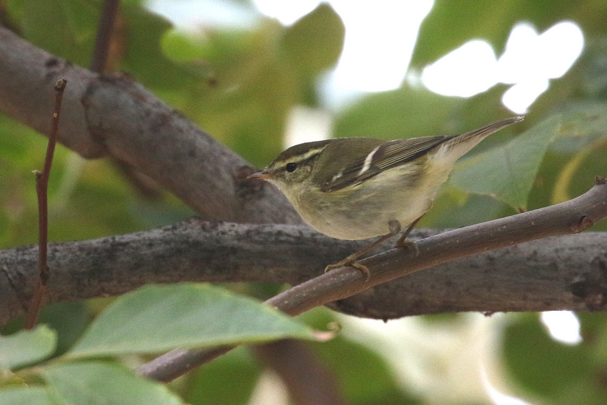 Pouillot à grands sourcils - ML644491932