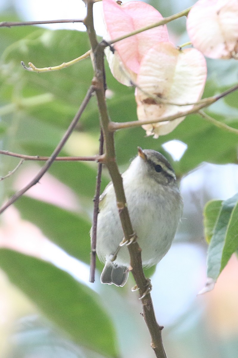 Pouillot à grands sourcils - ML644491933