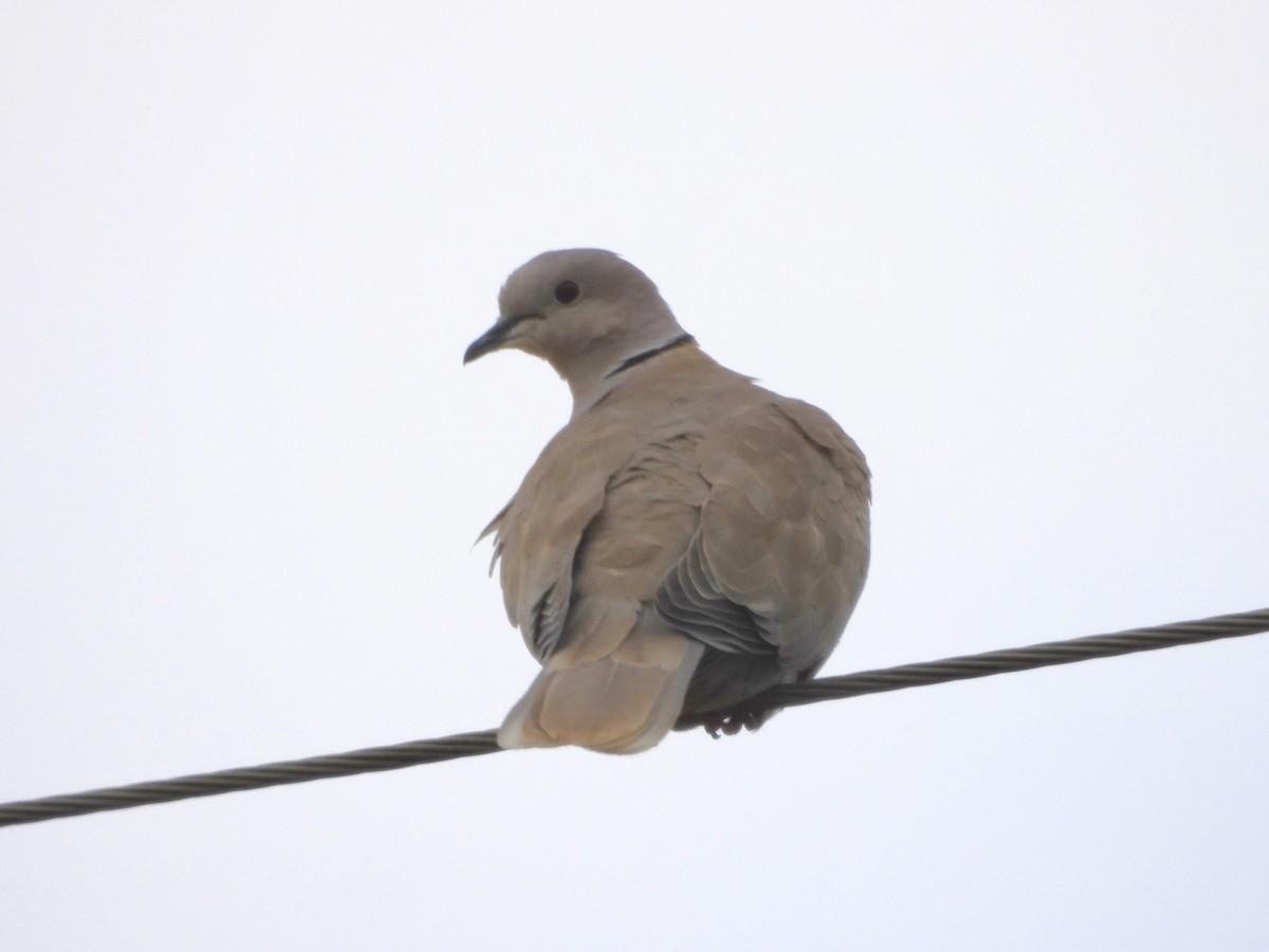 tyrkerdue - ML644491943