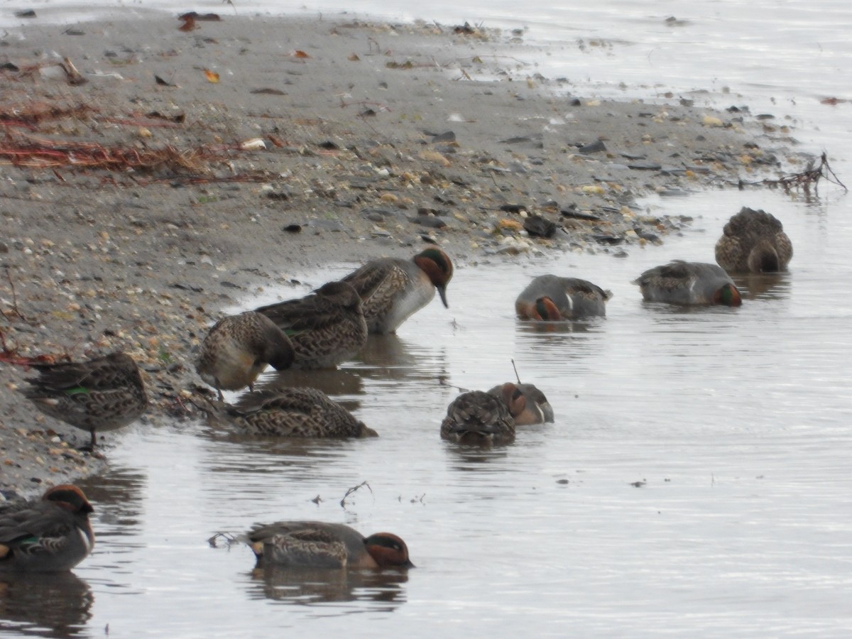 コガモ - ML644491944