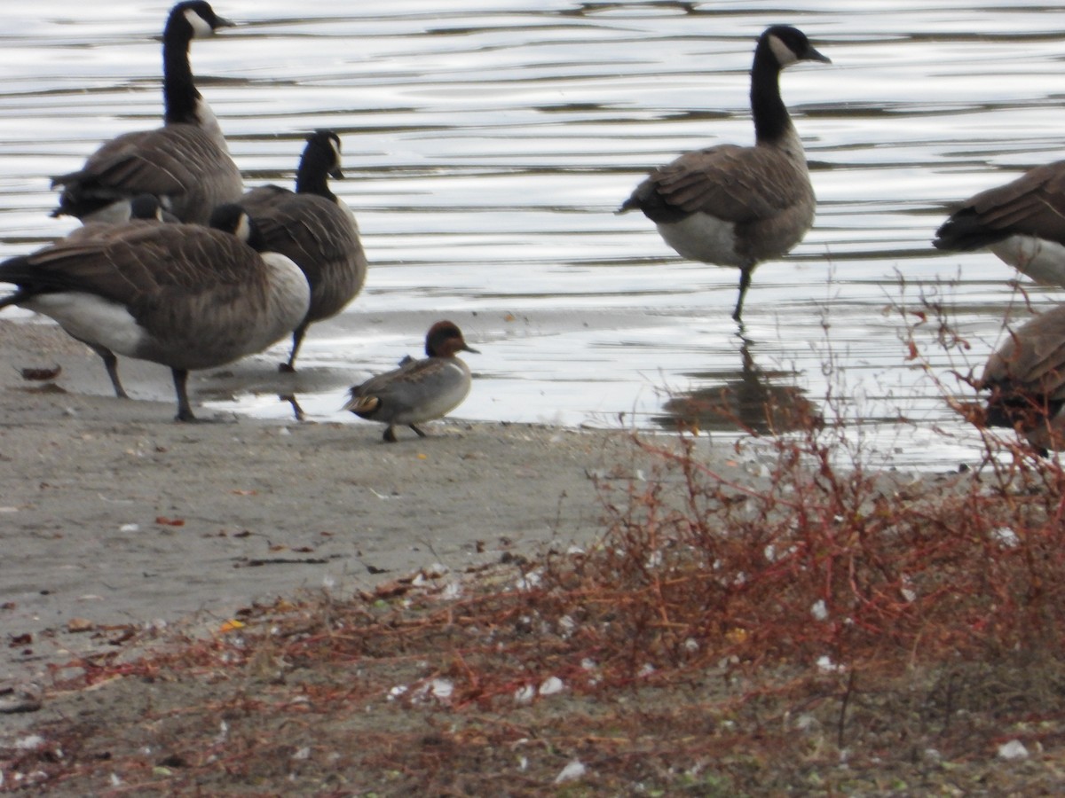 コガモ - ML644491945