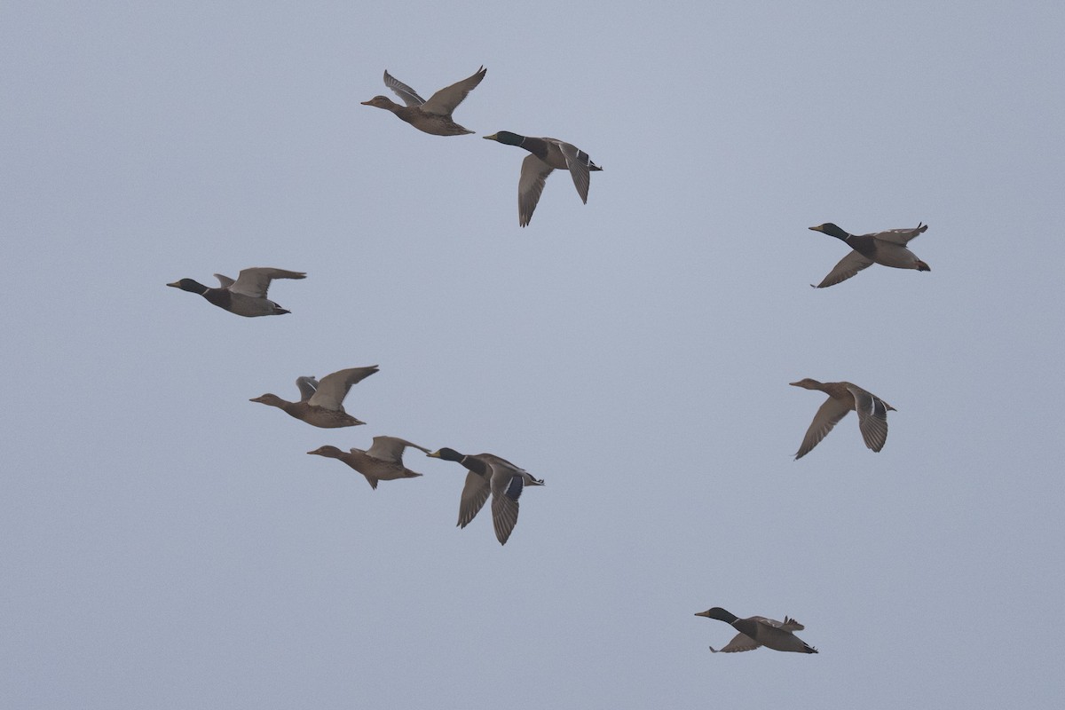 Зэрлэг нугас - ML644491954