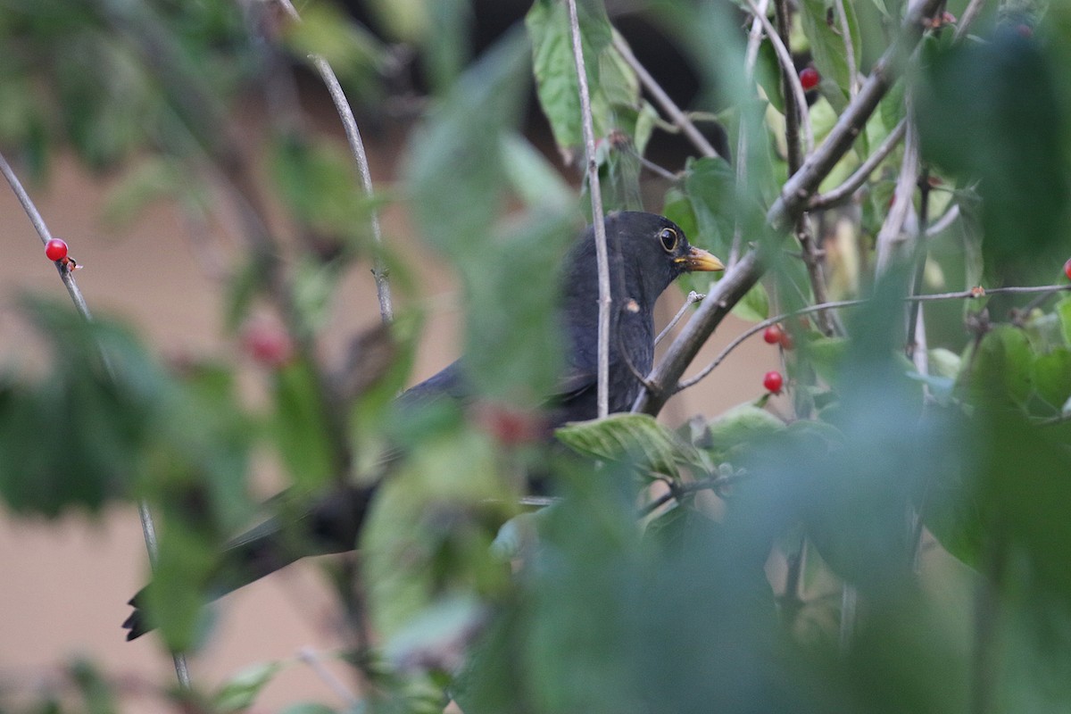 Merle de Chine - ML644491959