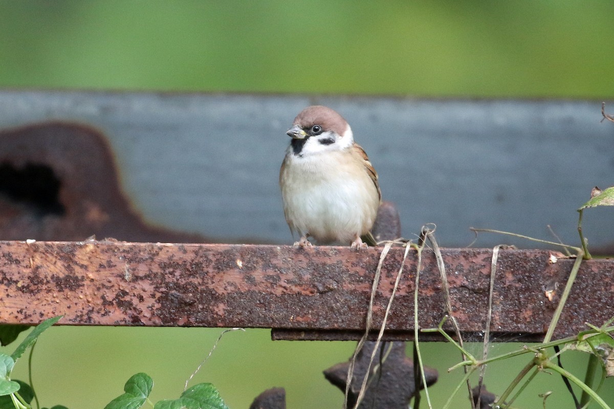 Passera mattugia - ML644491966