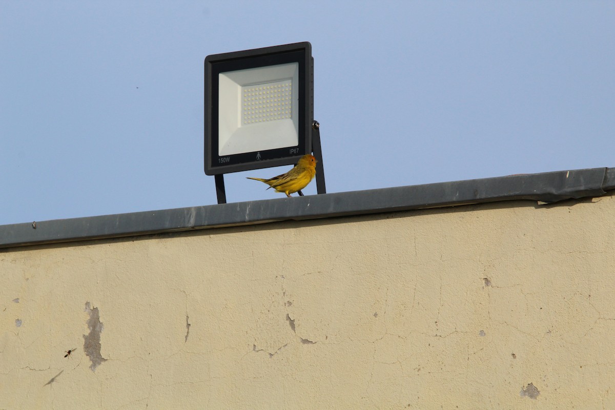 Saffron Finch - ML644491973