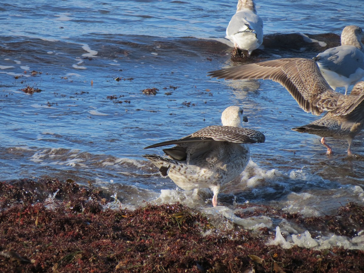Büyük Kara Sırtlı Martı - ML644491974