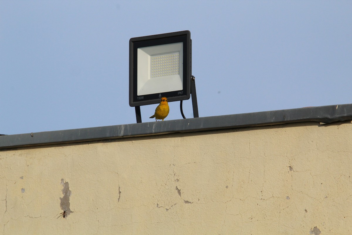 Saffron Finch - ML644491975