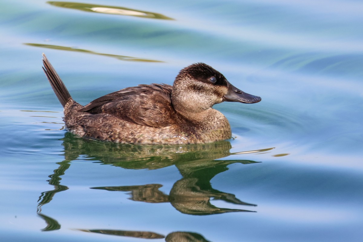 Gobbo della Giamaica - ML644491979