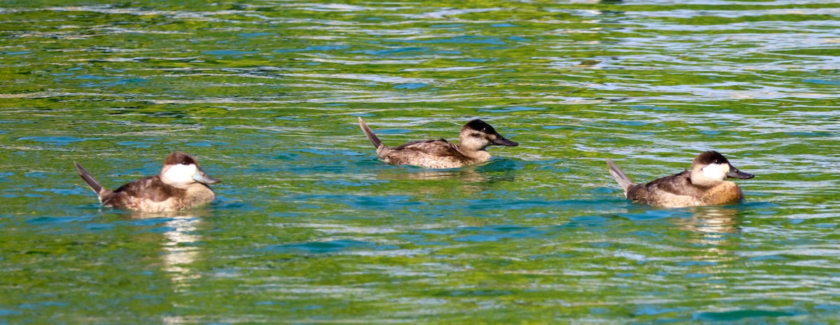 Gobbo della Giamaica - ML644491980