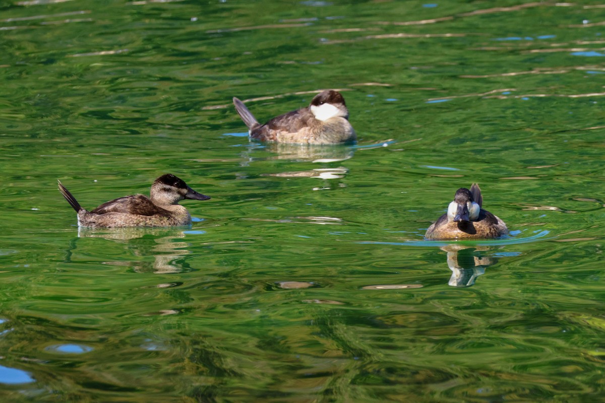 Gobbo della Giamaica - ML644491981