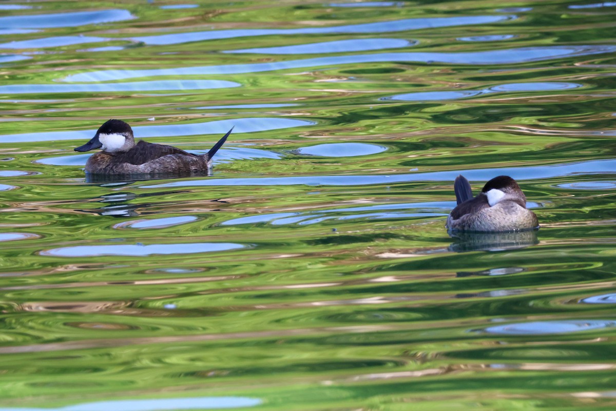 Gobbo della Giamaica - ML644491982