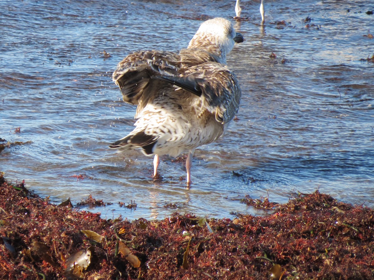 Büyük Kara Sırtlı Martı - ML644491983