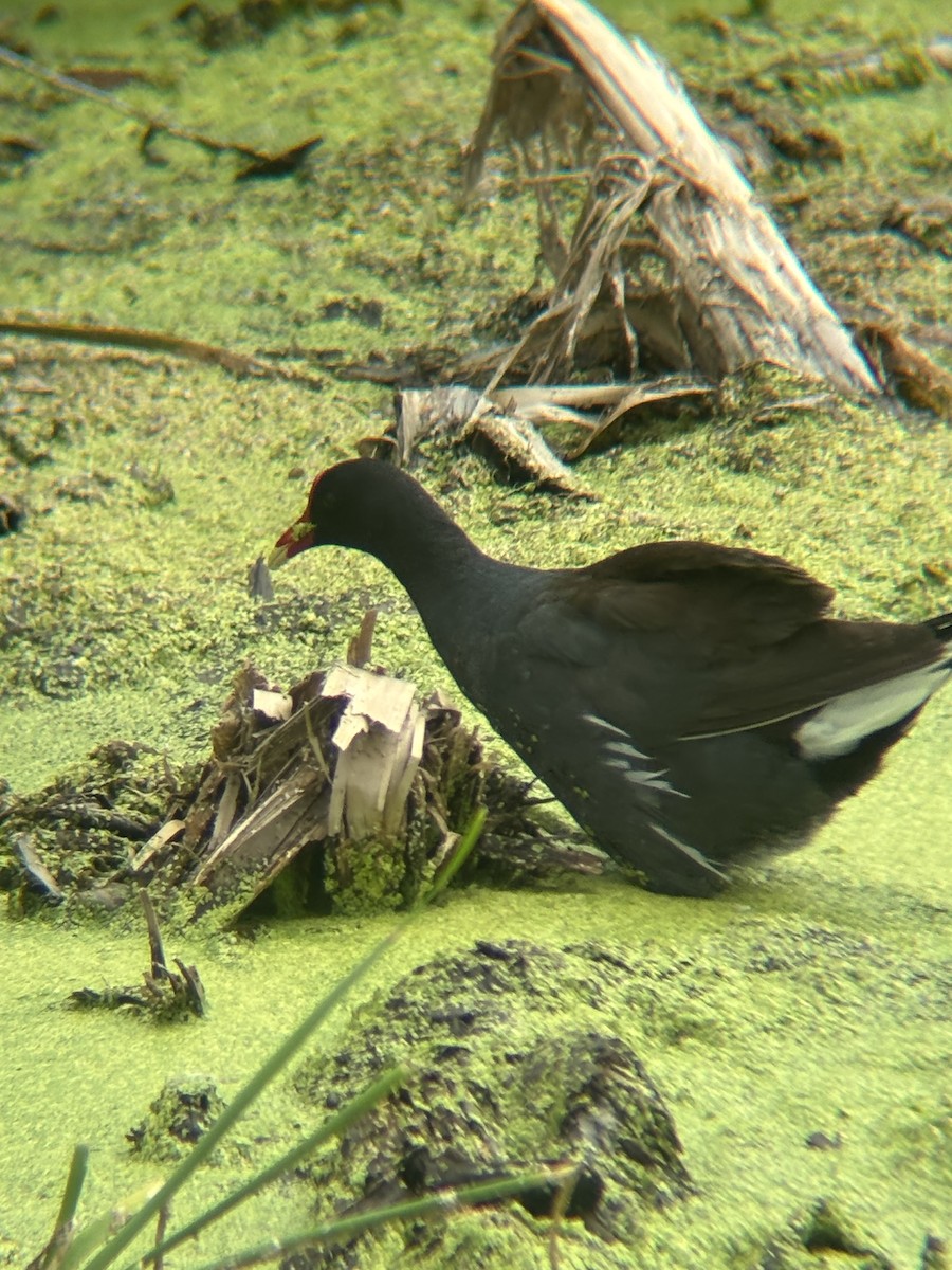 Amerika Sutavuğu - ML644491985