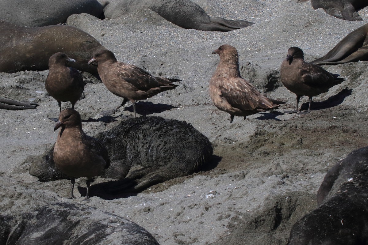 Brown Skua (Subantarctic) - ML644491986