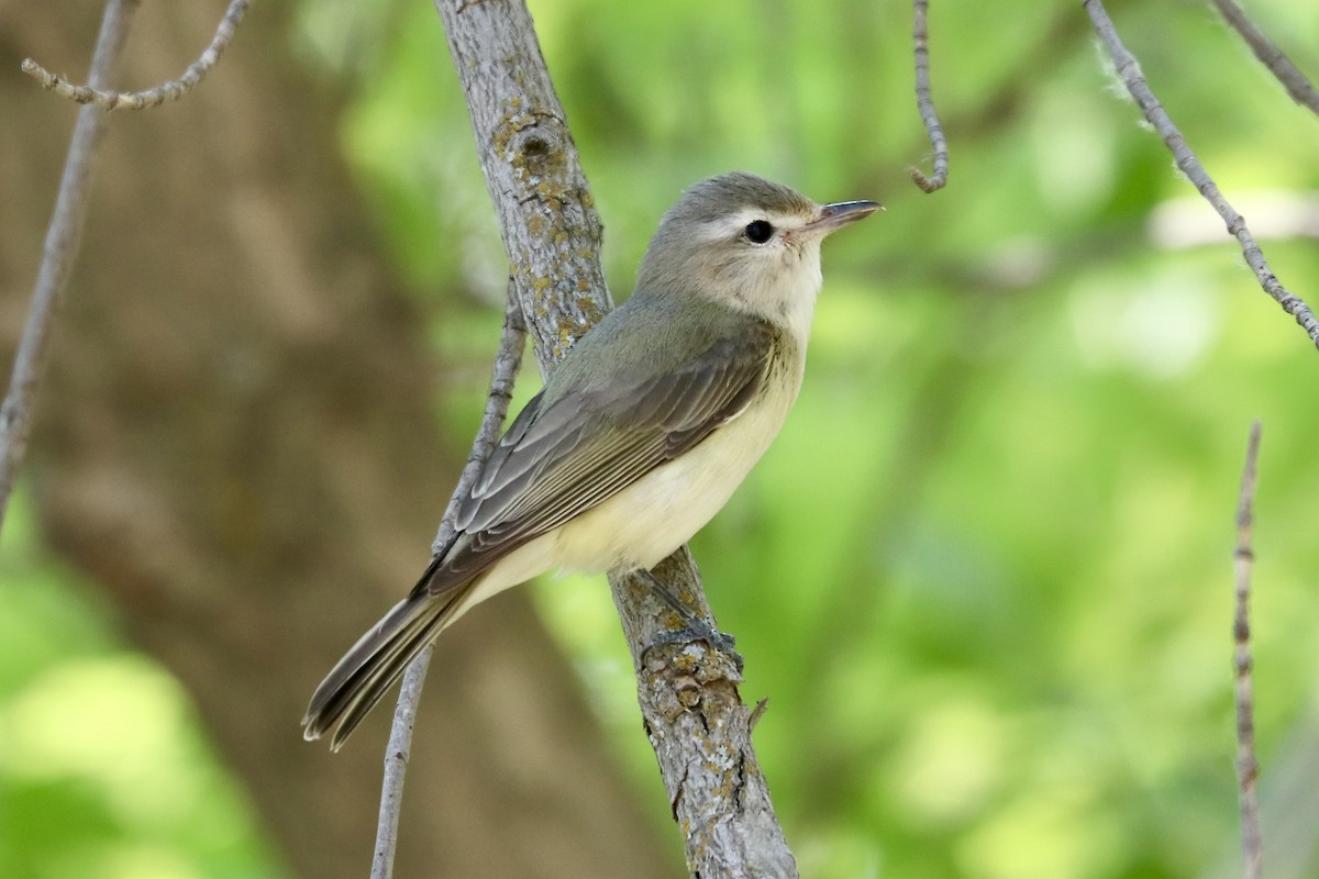 Viréo mélodieux - ML644491995