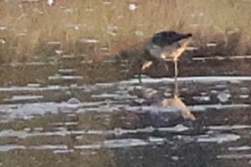 コシャクシギ - ML644492012