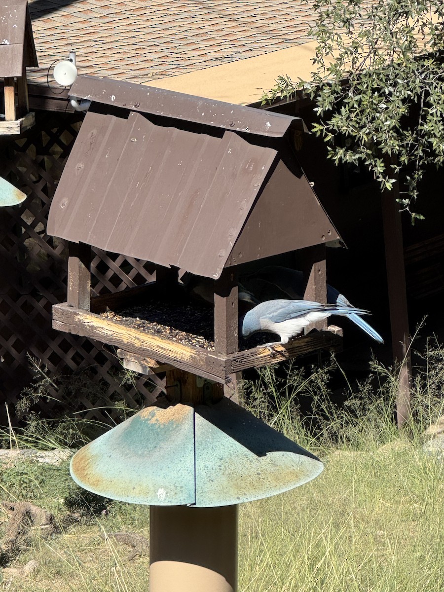 Mexican Jay - ML644492014