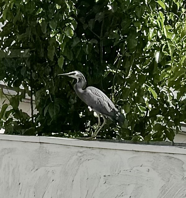 White-faced Heron - ML644492015