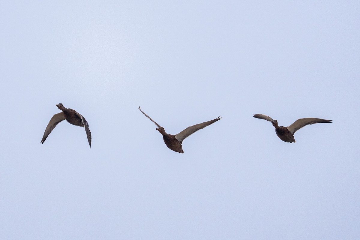 ヨシガモ - ML644492037