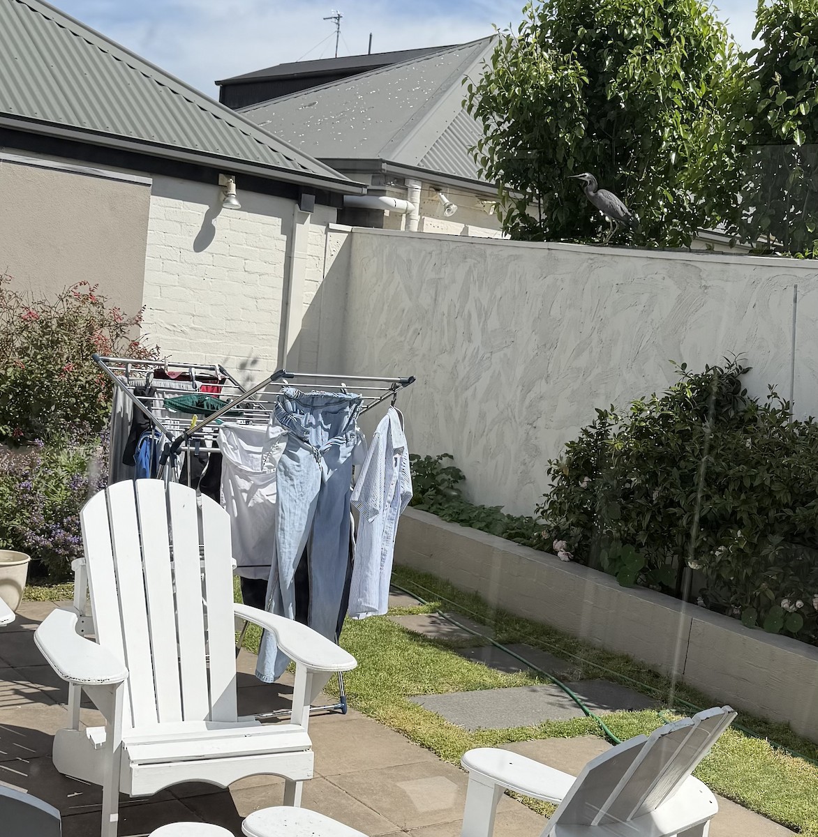 White-faced Heron - ML644492039