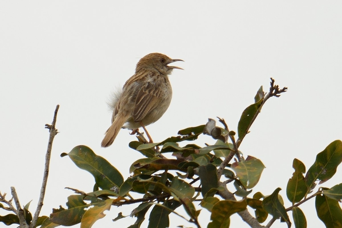 Rattling Cisticola - ML644492046