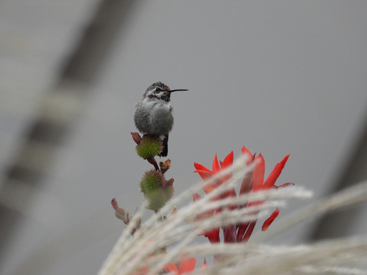 Colibri de Costa - ML644492047