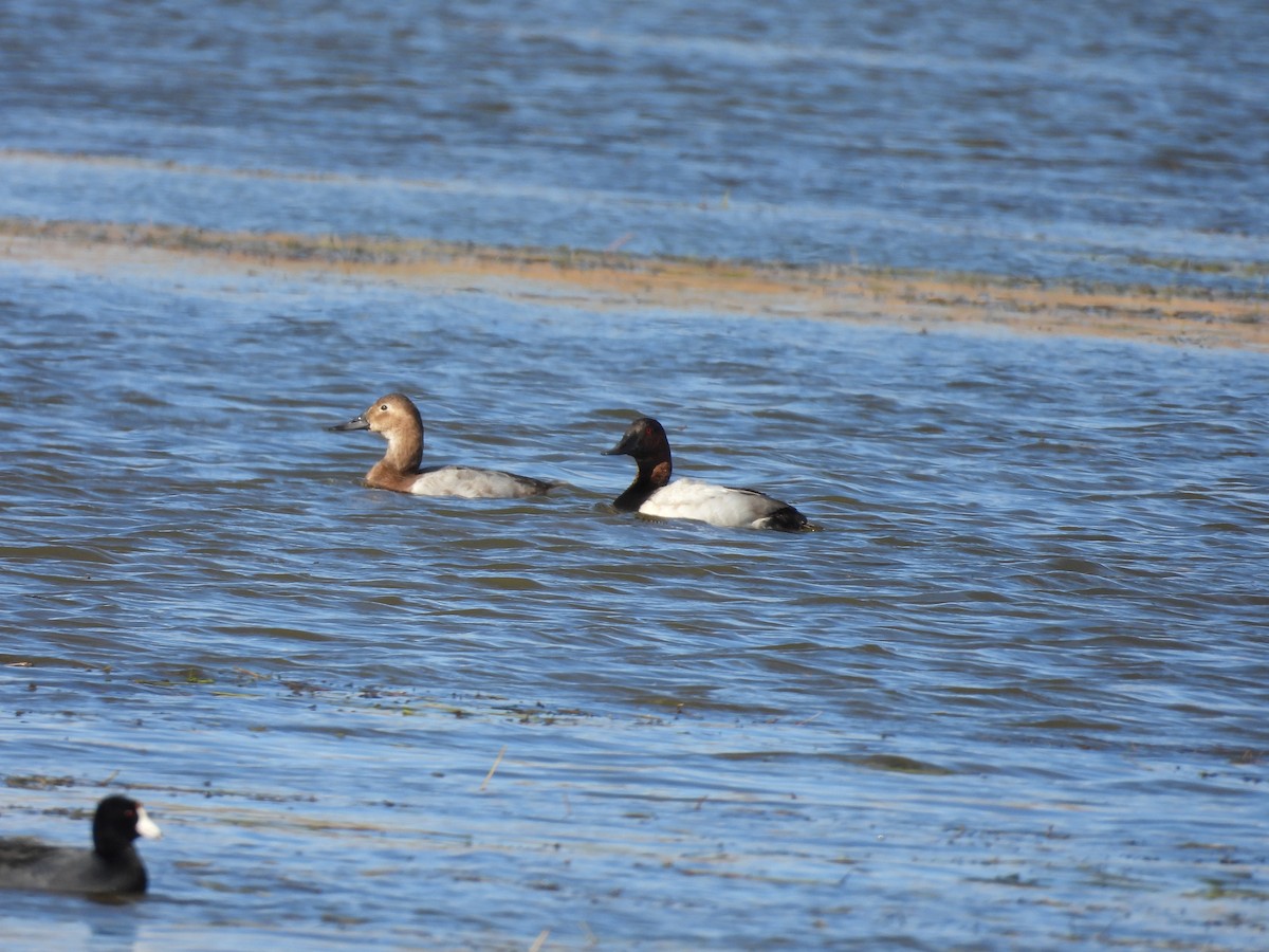 Fuligule à dos blanc - ML644492049