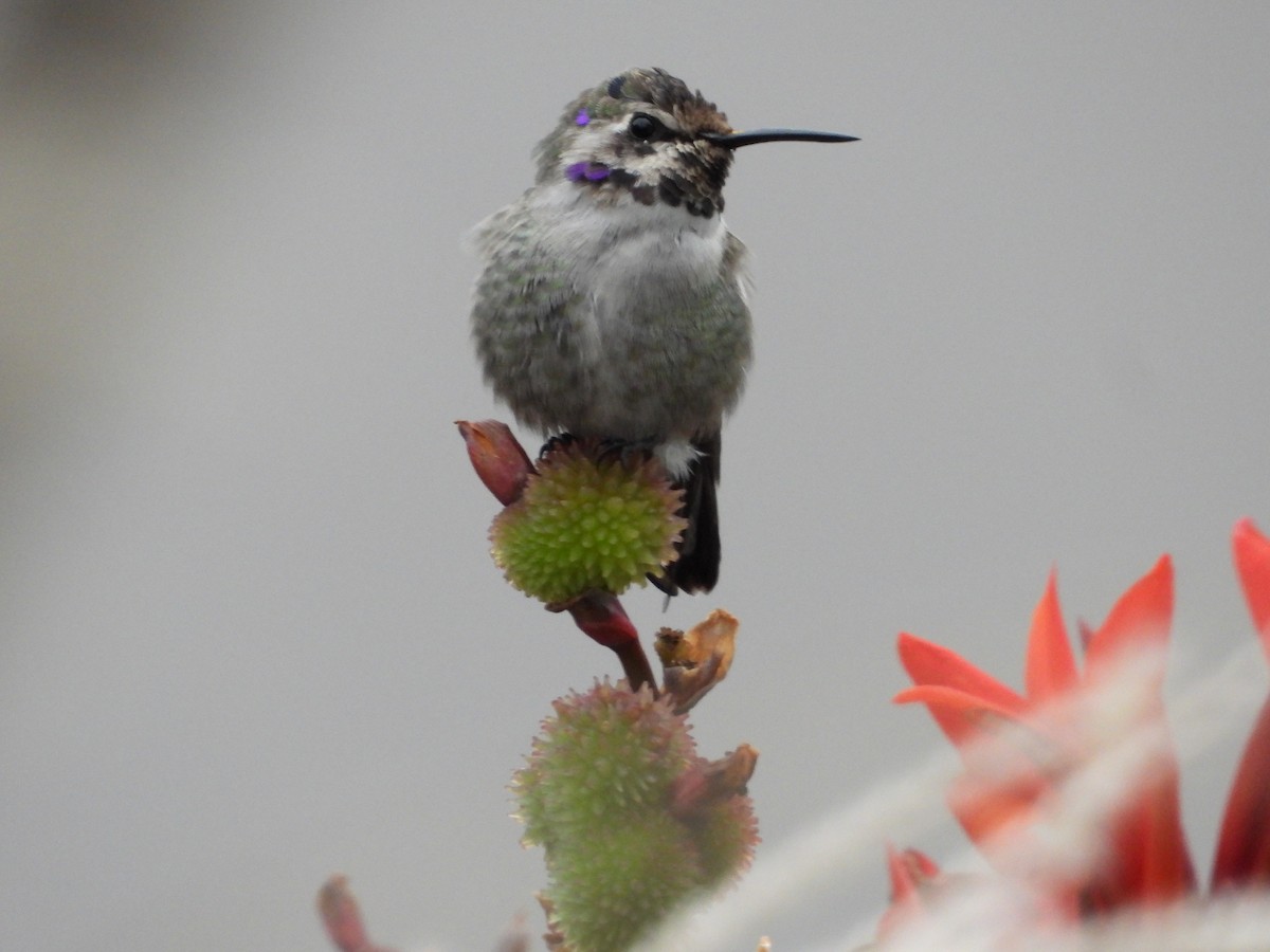 Colibri de Costa - ML644492052