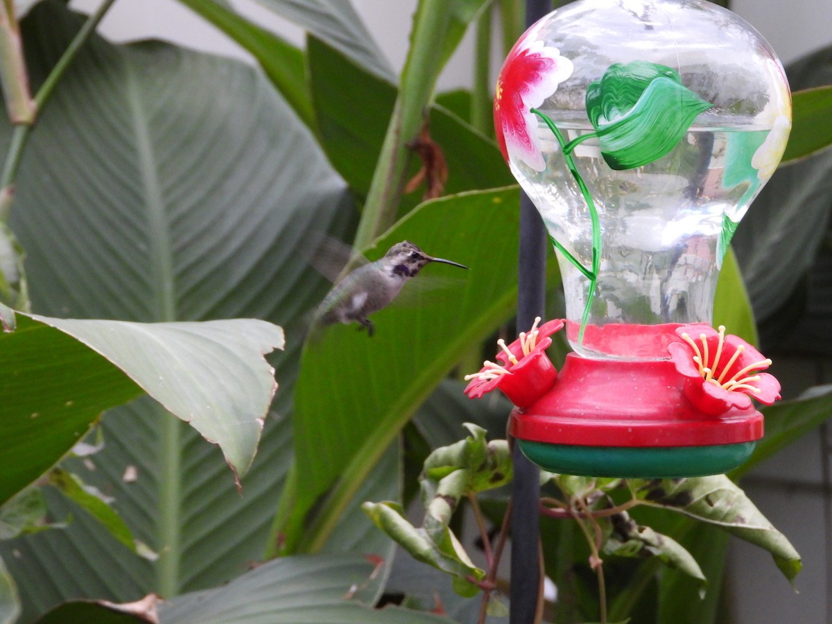 Colibri de Costa - ML644492054