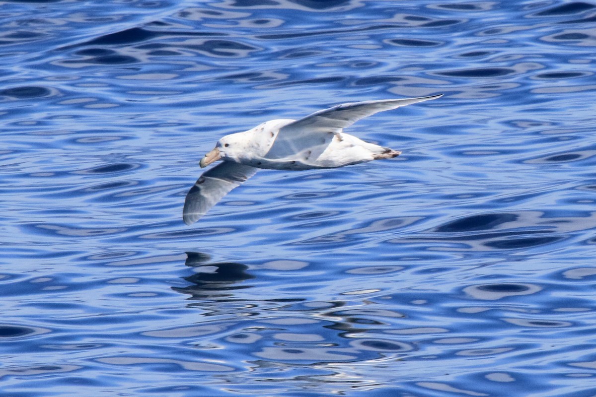 オオフルマカモメ - ML644492058