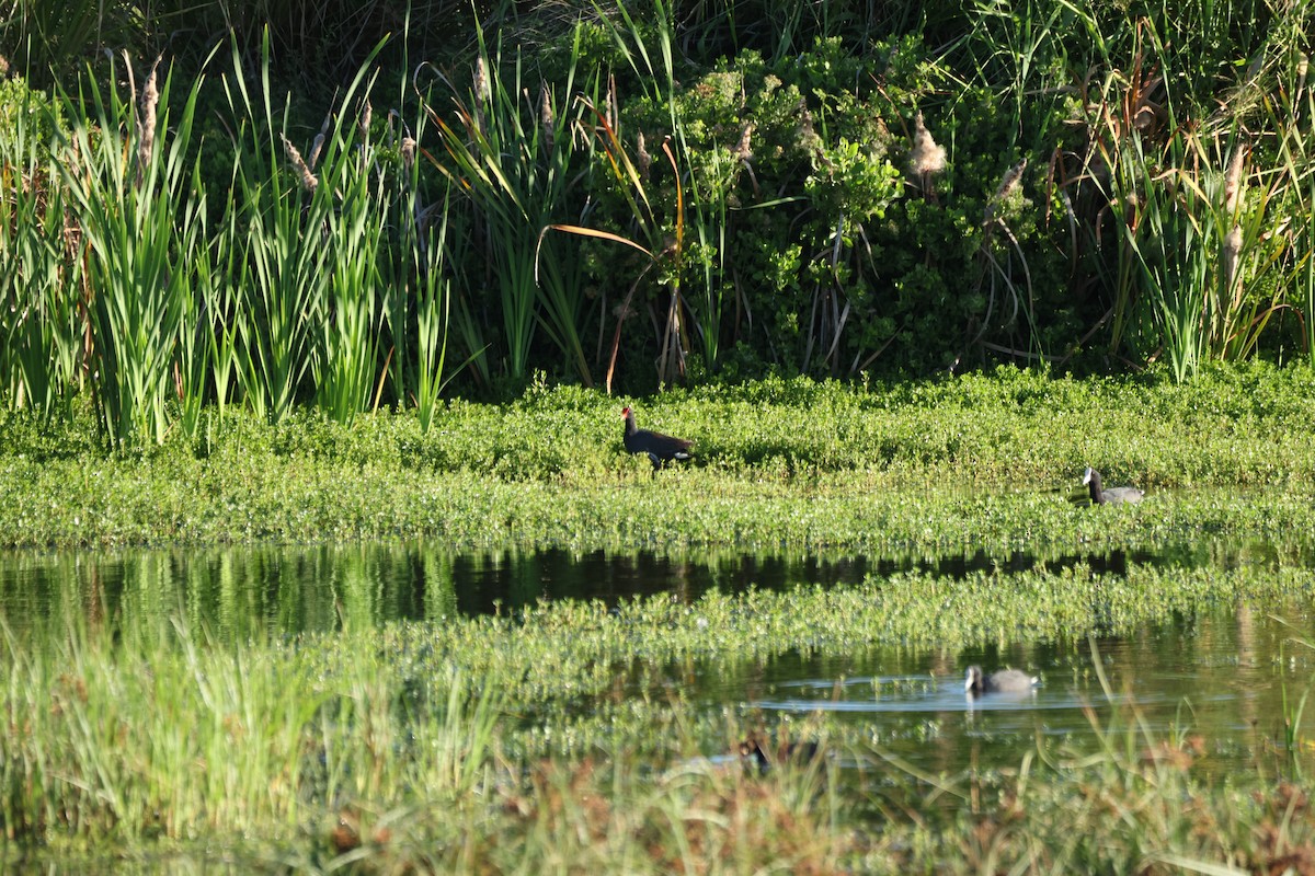 Amerika Sutavuğu (sandvicensis) - ML644492060