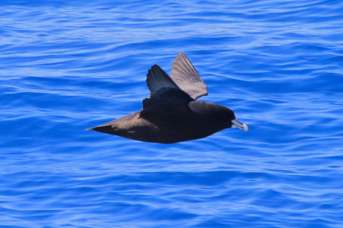 White-chinned Petrel - ML644492075