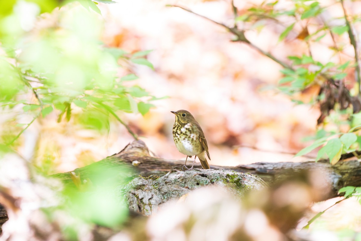 Hermit Thrush - ML644492078