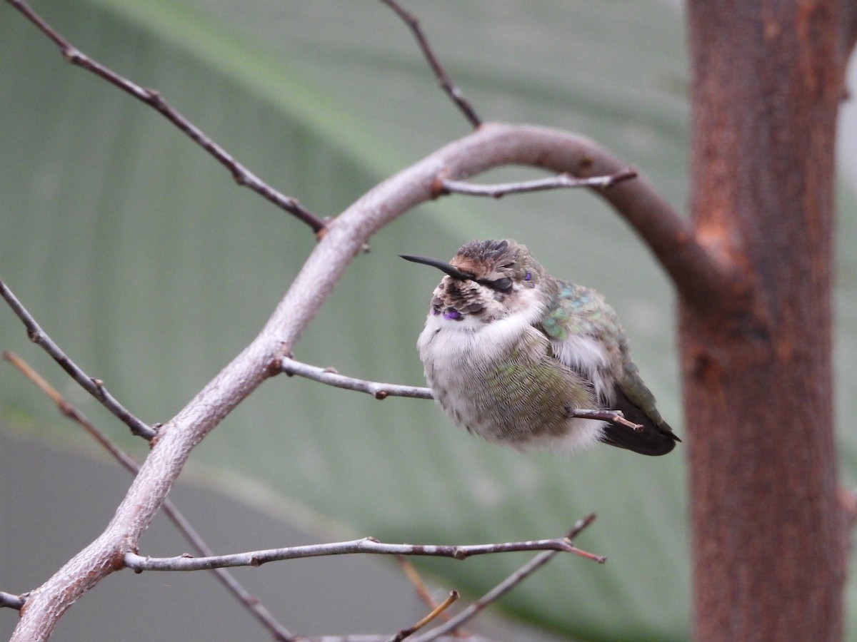 Colibri de Costa - ML644492079