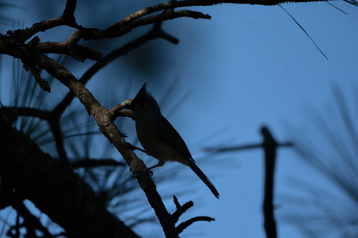 Tufted Titmouse - ML644492080