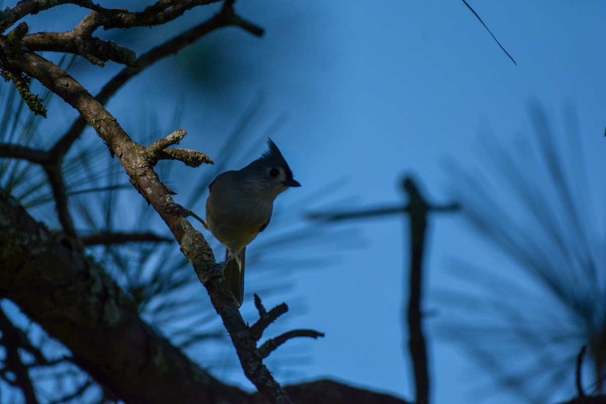 Tufted Titmouse - ML644492081
