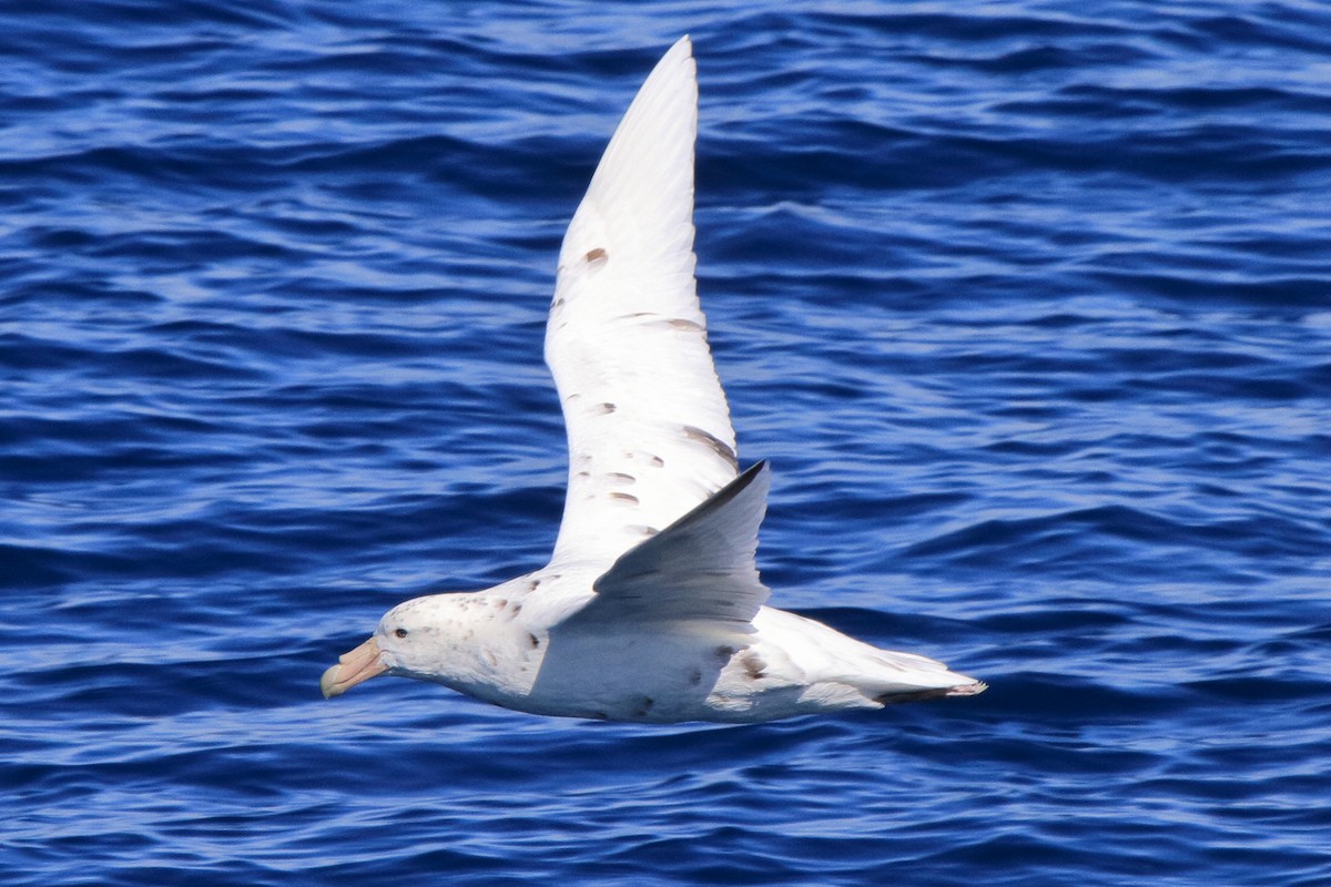 Pétrel géant - ML644492082