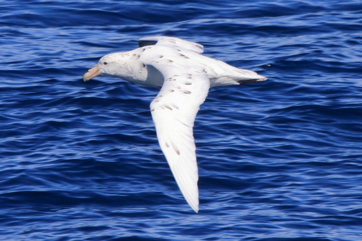 オオフルマカモメ - ML644492083