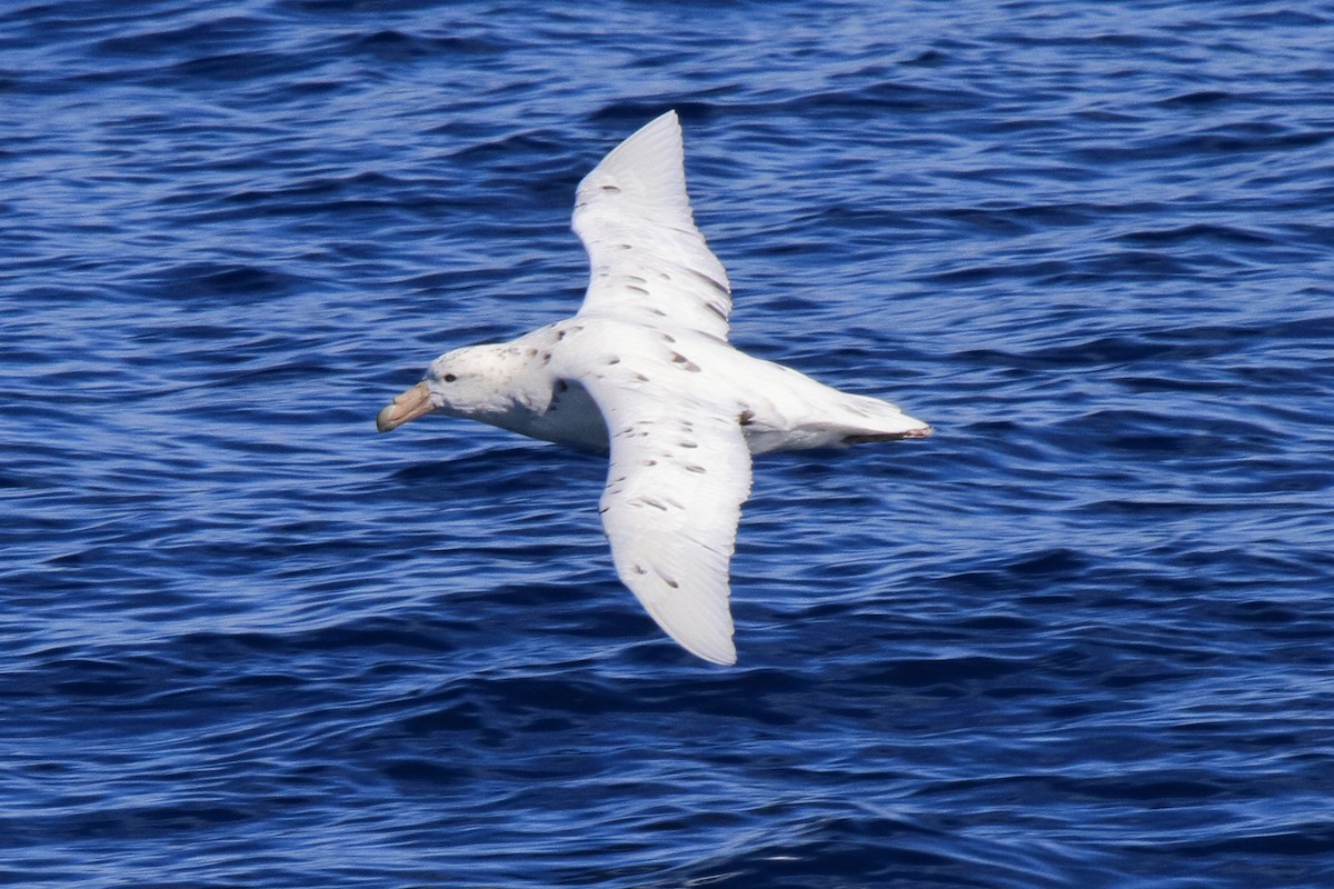 Pétrel géant - ML644492084