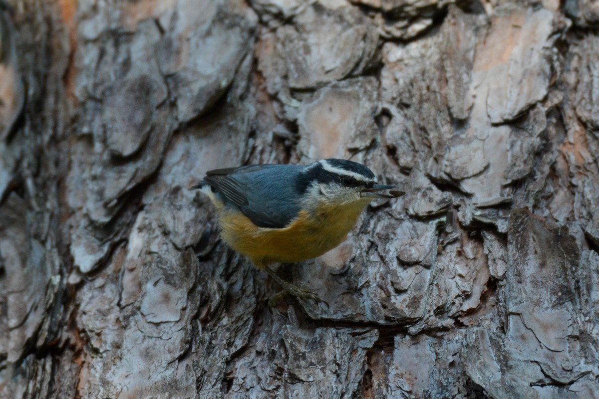 Red-breasted Nuthatch - ML644492086