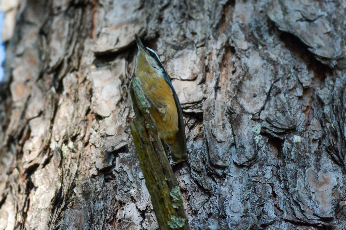 Red-breasted Nuthatch - ML644492087
