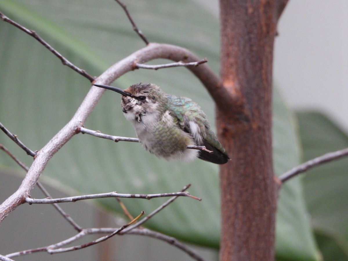 Colibri de Costa - ML644492094