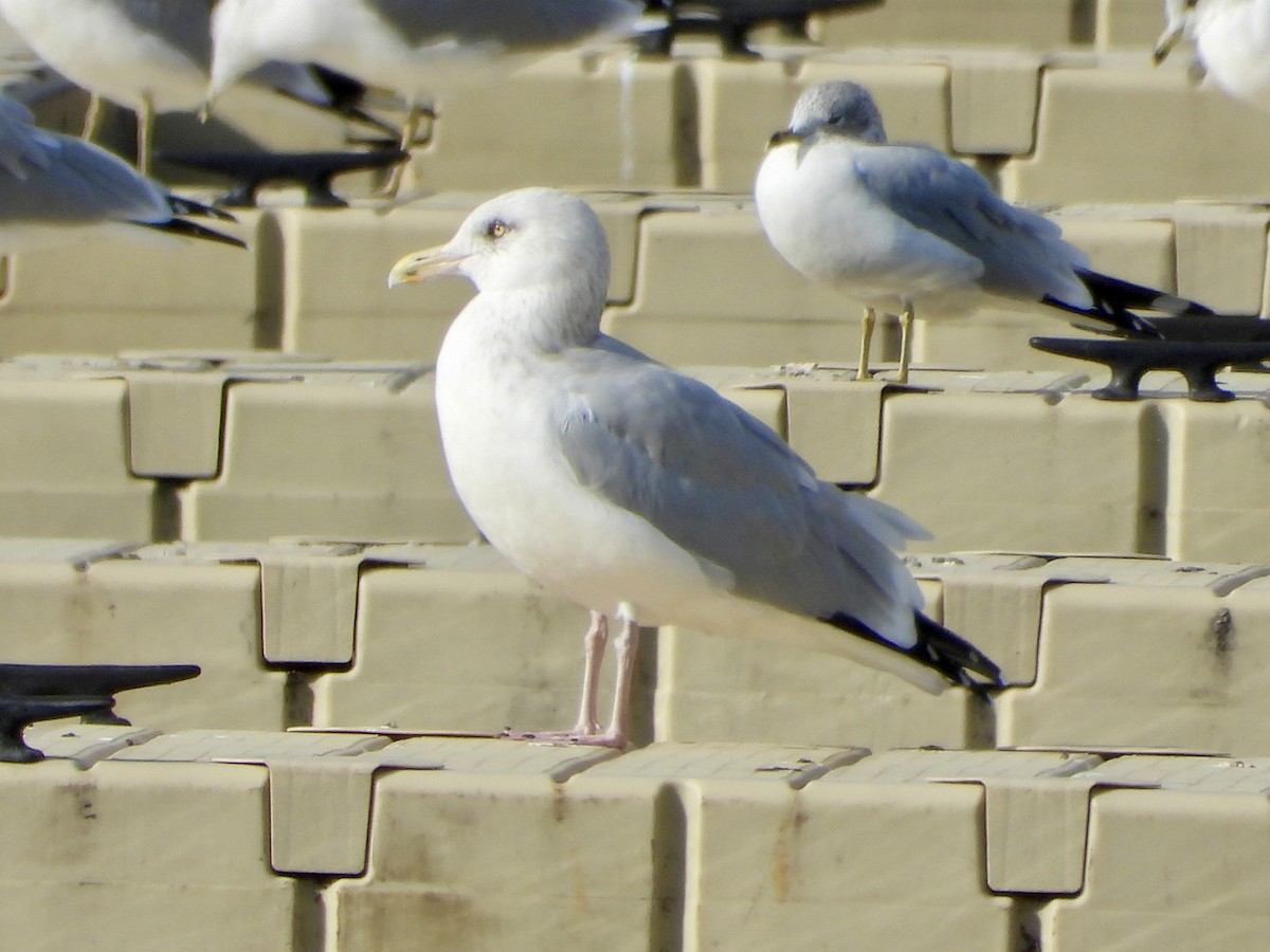 American Herring Gull - ML644492106