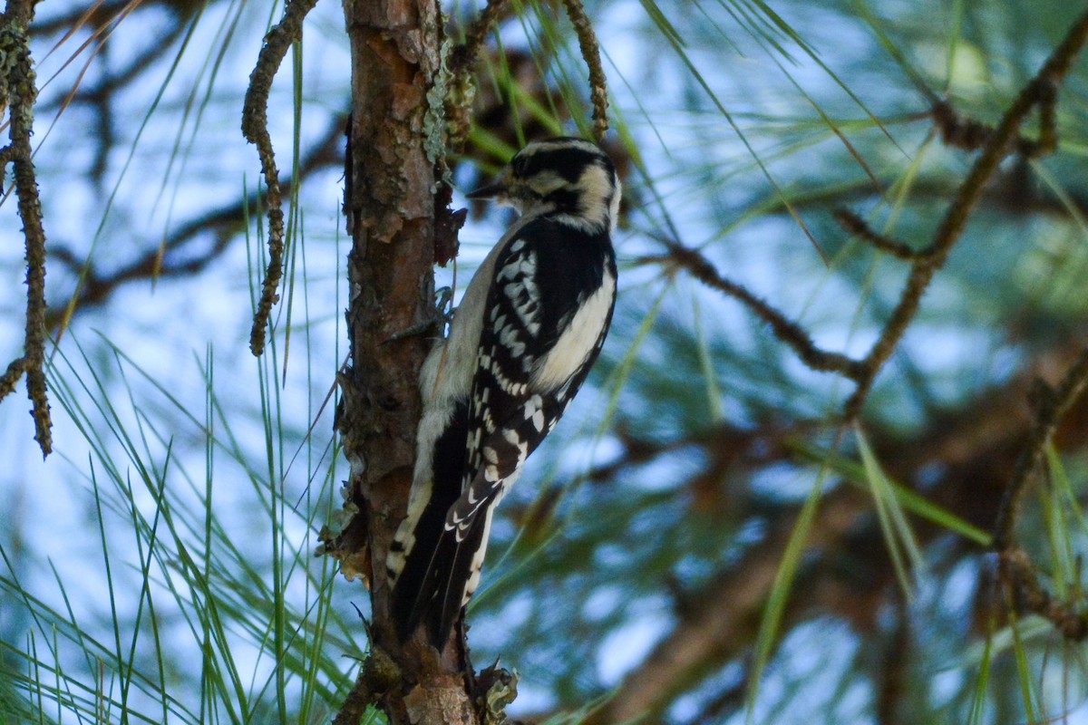 dunspett - ML644492108